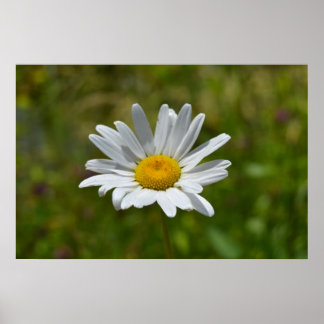 Daisy Poster