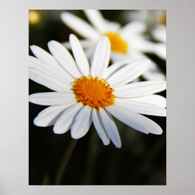 Daisy Poster (Front)