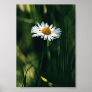 Daisy Poster - high quality image