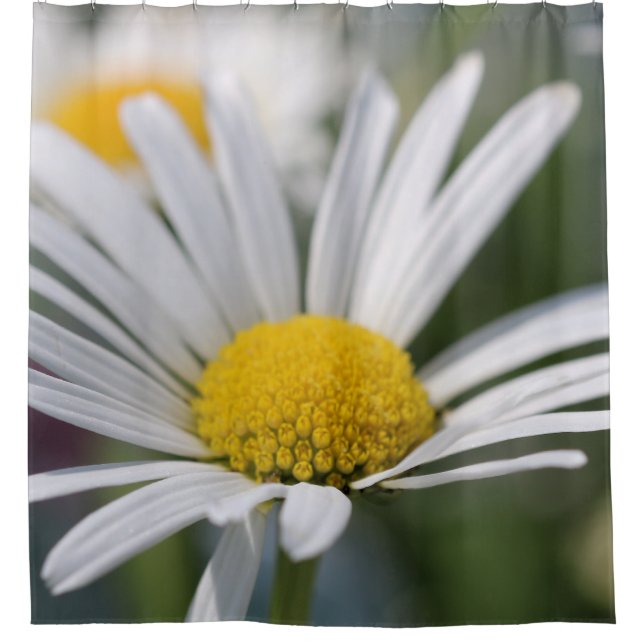 Daisy shower curtain (Front)
