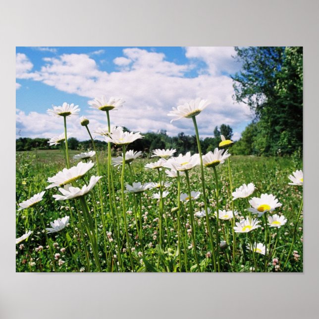 Daisy Sky Poster (Front)