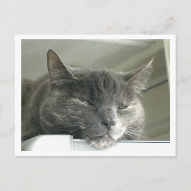 Daisy Sleeping Postcard (Front)