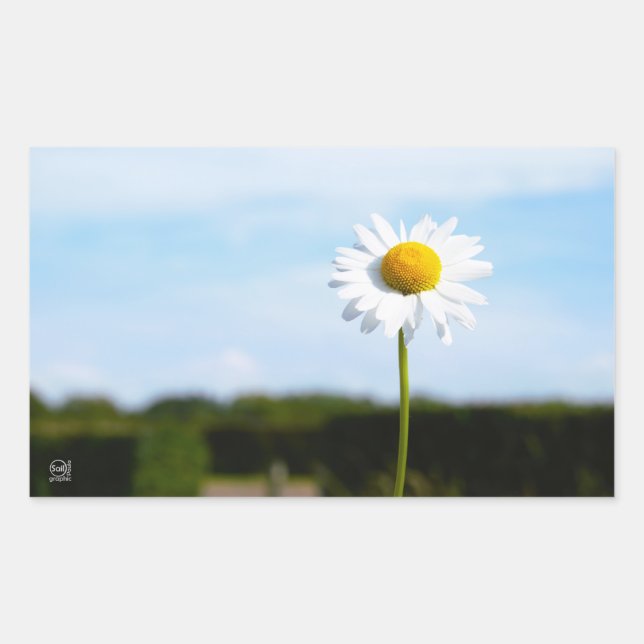 Daisy standing upright in isolation in nature. rectangular sticker (Front)