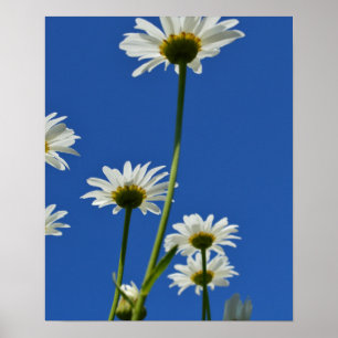 Daisy Stems Blue Sky Photo Poster