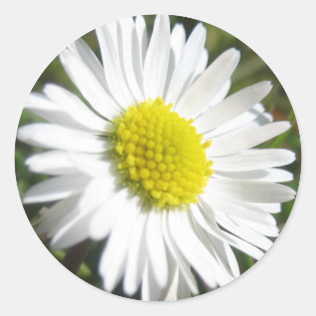 Daisy Sticker (Front)