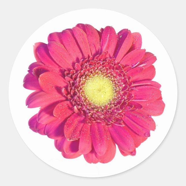daisy sticker (Front)