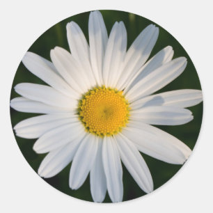 Daisy sticker