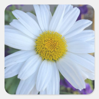 Daisy stickers