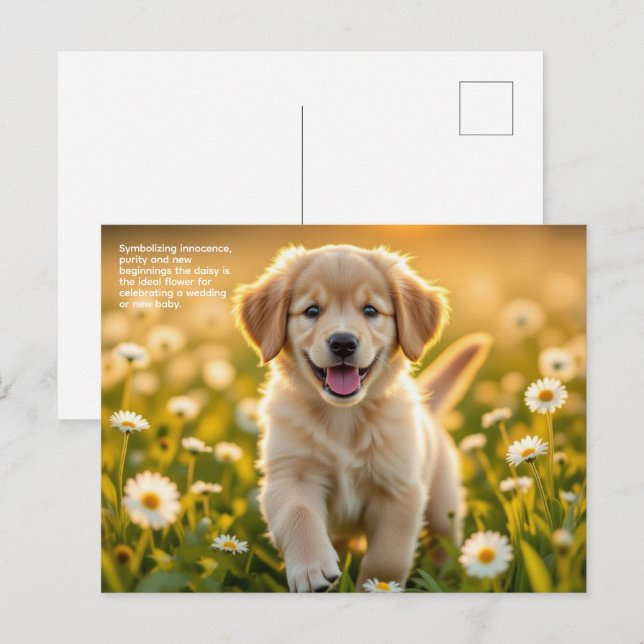 Daisy Symbolism Postcard (Front/Back)
