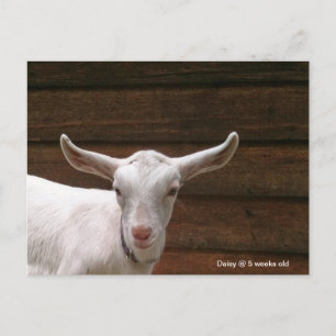 Daisy the Kid Goat Postcard