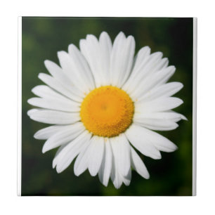 daisy tile