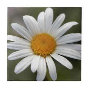 Daisy Tile