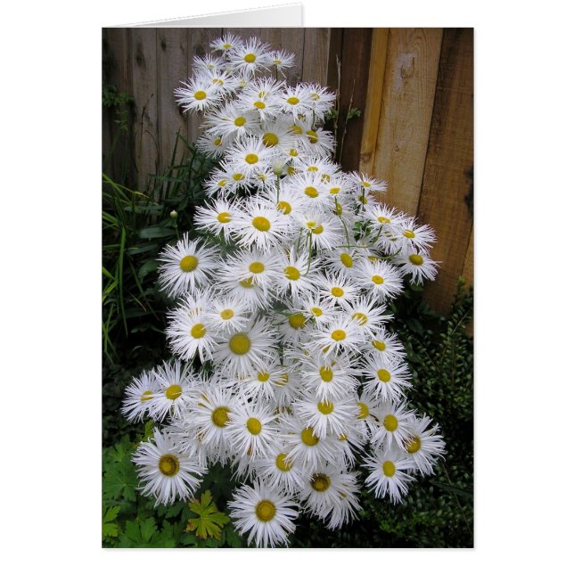 Daisy Waterfall (Front)