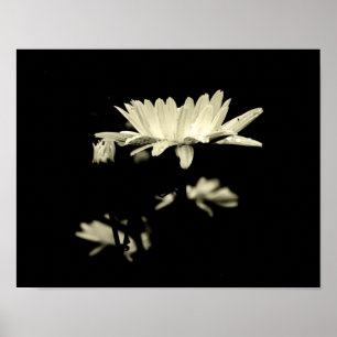Daisy with Raindrops - Black & White Poster
