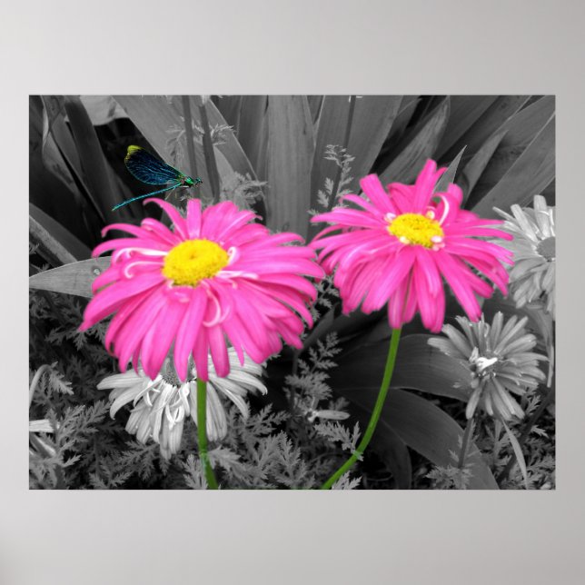 Daisys and Dragonfly Poster (Front)