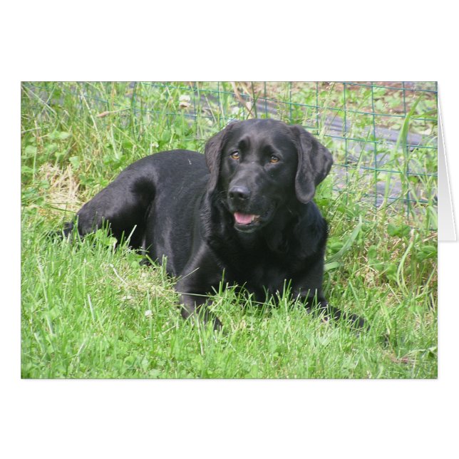 Dakota in the Sun (Front Horizontal)