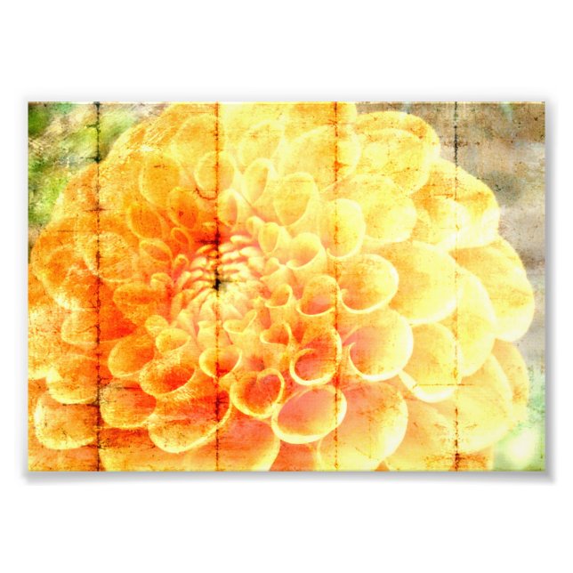 Dalie Photo Print (Front)