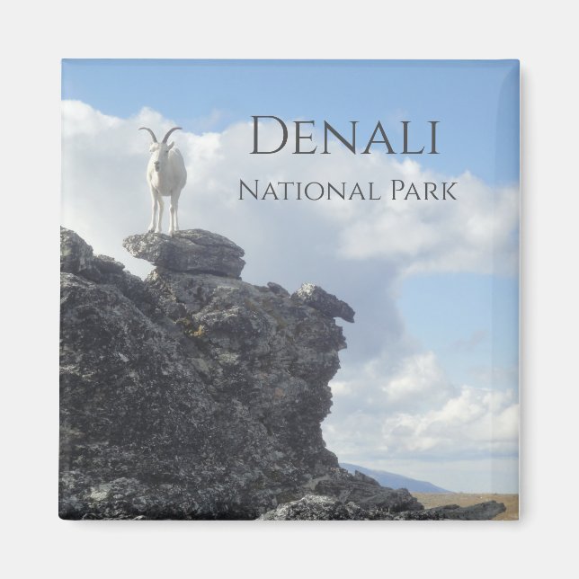 Dall Sheep Atop Mount Wright, Denali NP,  Alaska Magnet (Front)