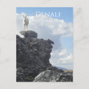 Dall Sheep Atop Mount Wright, Denali NP, Alaska Postcard