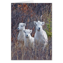 Dall Sheep Ewe with her Lambs at Denali NP