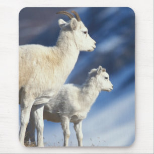 dall sheep, Ovis dalli, ewe and lamb Mouse Pad