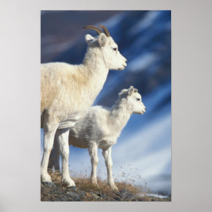 dall sheep, Ovis dalli, ewe and lamb Poster