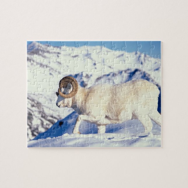 dall sheep, Ovis dalli, full curl ram Jigsaw Puzzle (Horizontal)