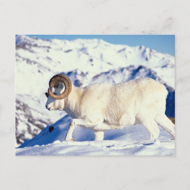 dall sheep, Ovis dalli, full curl ram Postcard (Front)