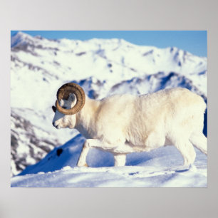 dall sheep, Ovis dalli, full curl ram Poster