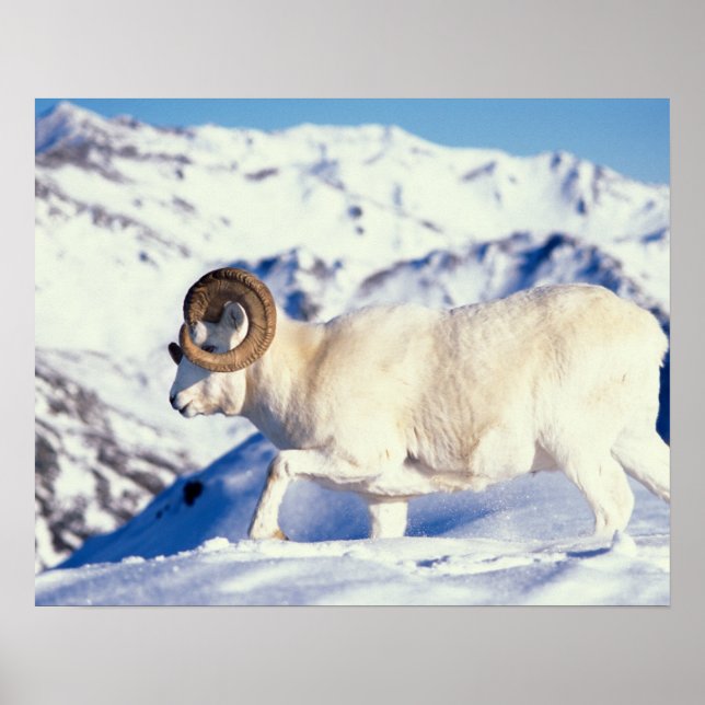 dall sheep, Ovis dalli, full curl ram Poster (Front)