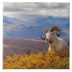 dall sheep, Ovis dalli, ram Ceramic Tile