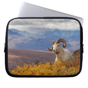 dall sheep, Ovis dalli, ram Laptop Sleeve