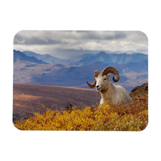 dall sheep, Ovis dalli, ram Magnet (Horizontal)
