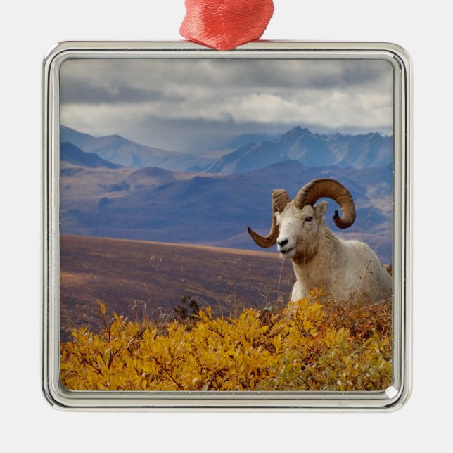 dall sheep, Ovis dalli, ram Metal Ornament (Front)