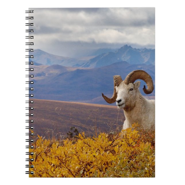 dall sheep, Ovis dalli, ram Notebook (Front)