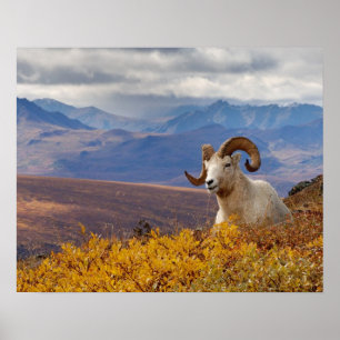 dall sheep, Ovis dalli, ram resting on a Poster