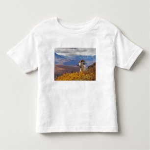 dall sheep, Ovis dalli, ram Toddler T-Shirt