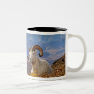 dall sheep, Ovis dalli, ram Two-Tone Coffee Mug