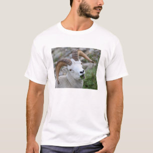 Dall Sheep T-Shirt