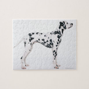 Dalmatian 3 jigsaw puzzle