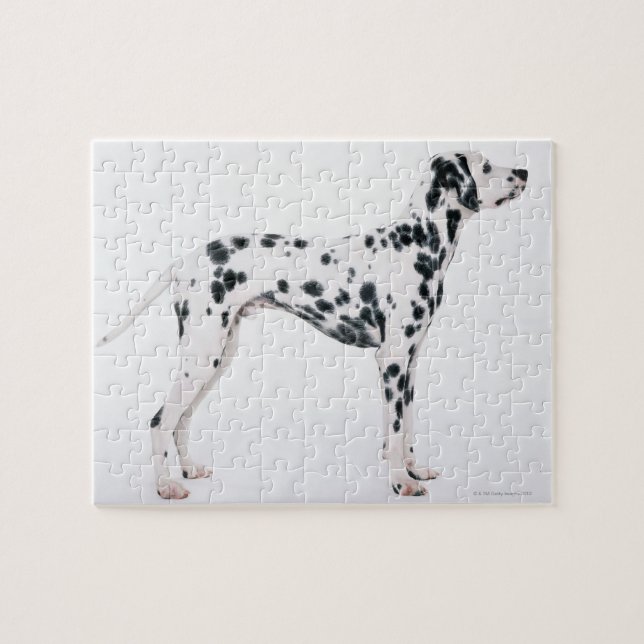 Dalmatian 3 jigsaw puzzle (Horizontal)
