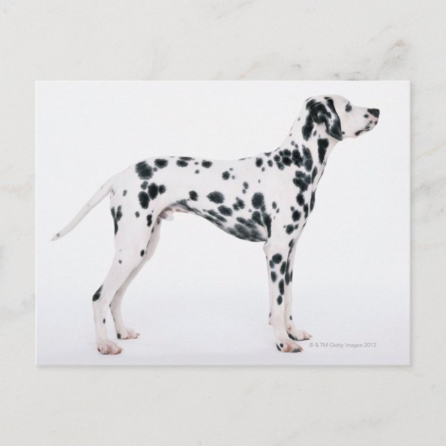 Dalmatian 3 postcard (Front)