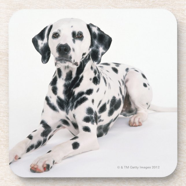 Dalmatian 4 coaster (Front)