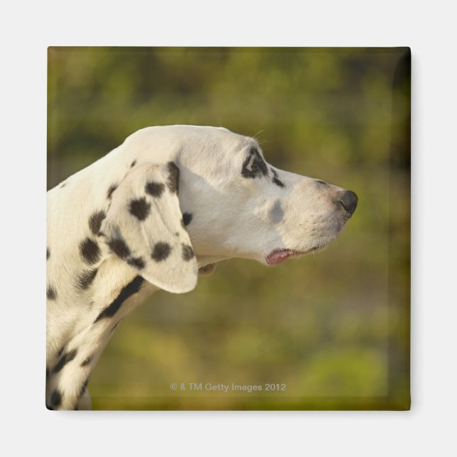 Dalmatian 4 magnet (Front)