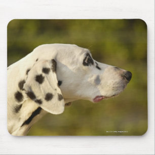 Dalmatian 4 mouse pad