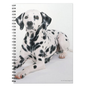 Dalmatian 4 notebook