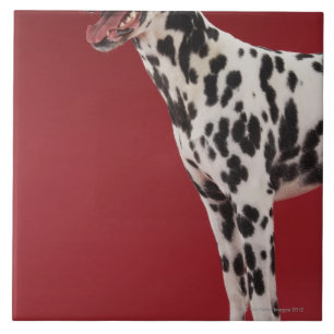 Dalmatian 6 ceramic tile