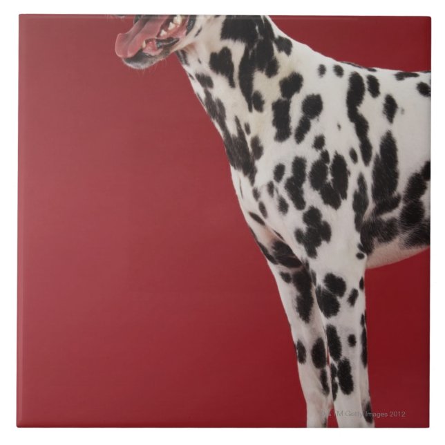 Dalmatian 6 ceramic tile (Front)