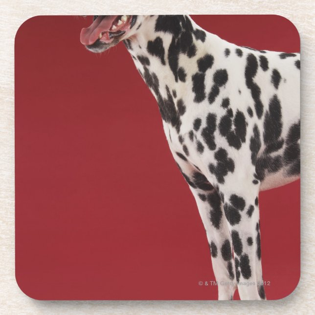Dalmatian 6 coaster (Front)