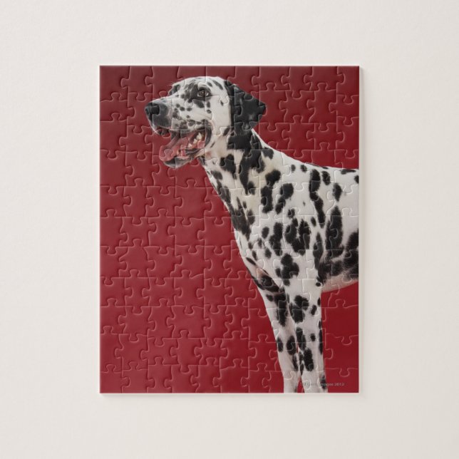 Dalmatian 6 jigsaw puzzle (Vertical)